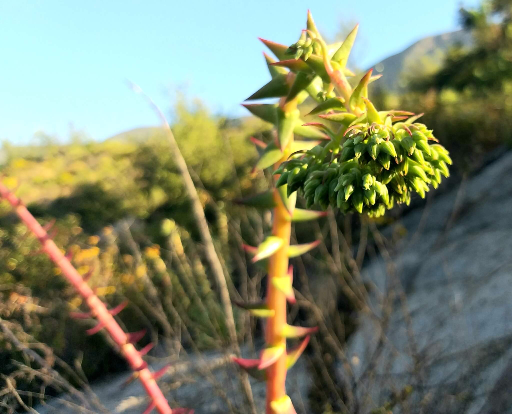 Dudleya brittonii